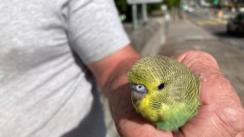 'He's a lovely little fella': Search is on for owner of budgie found in Fermoy 'He's a lovely little fella': Search is on for owner of budgie found in Fermoy