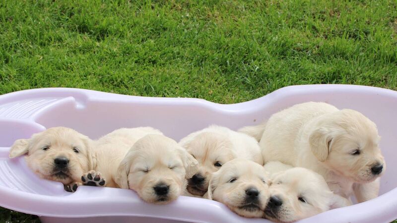 Dogs for the Disabled seek volunteers to foster puppies