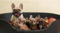 Nearly 20 puppies seized in Co Louth in 'poor living conditions'