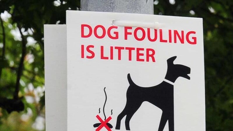 New approach to tackle dog fouling sought as city council issues just one fine in six months New approach to tackle dog fouling sought as city council issues just one fine in six months