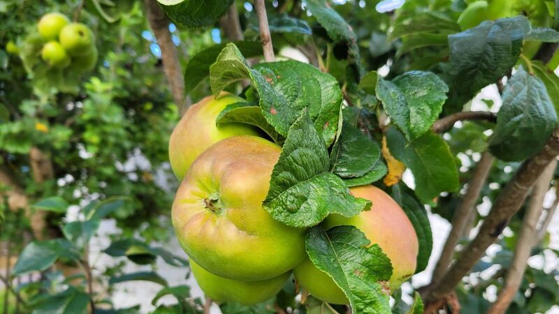 In the Garden: Harvest time for fruit and vegetables