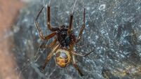 Noble False Widow spider 230 more poisonous than common Irish species