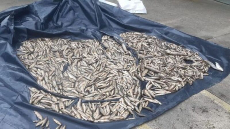 Over 2,000 fish found dead in Co Donegal river Over 2,000 fish found dead in Co Donegal river