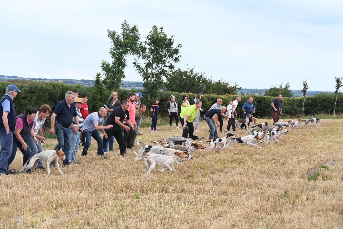  The dogs get underway in the senior race at the Donal O'Mahony Memorial Draghunt at Blarney on Sunday. Pic: Larry Cummins