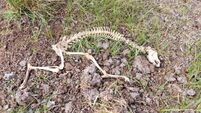 Remains of several greyhounds found in bog 2km from Newbridge Greyhound Stadium
