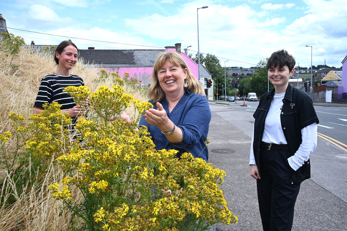 Ellie Donovan and Bernie Connolly of Cork Environmental Forum and Niamh Guiry of UCC Green Campus are promoting nature and biodiversity in Cork City. Ragwort attracts pollinators and is also an important host plant for the cinnabar moth. Picture: Larry Cummins Ellie Donovan and Bernie Connolly of Cork Environmental Forum and Niamh Guiry of UCC Green Campus are promoting nature and biodiversity in Cork City. Ragwort attracts pollinators and is also an important host plant for the cinnabar moth. Picture: Larry Cummins