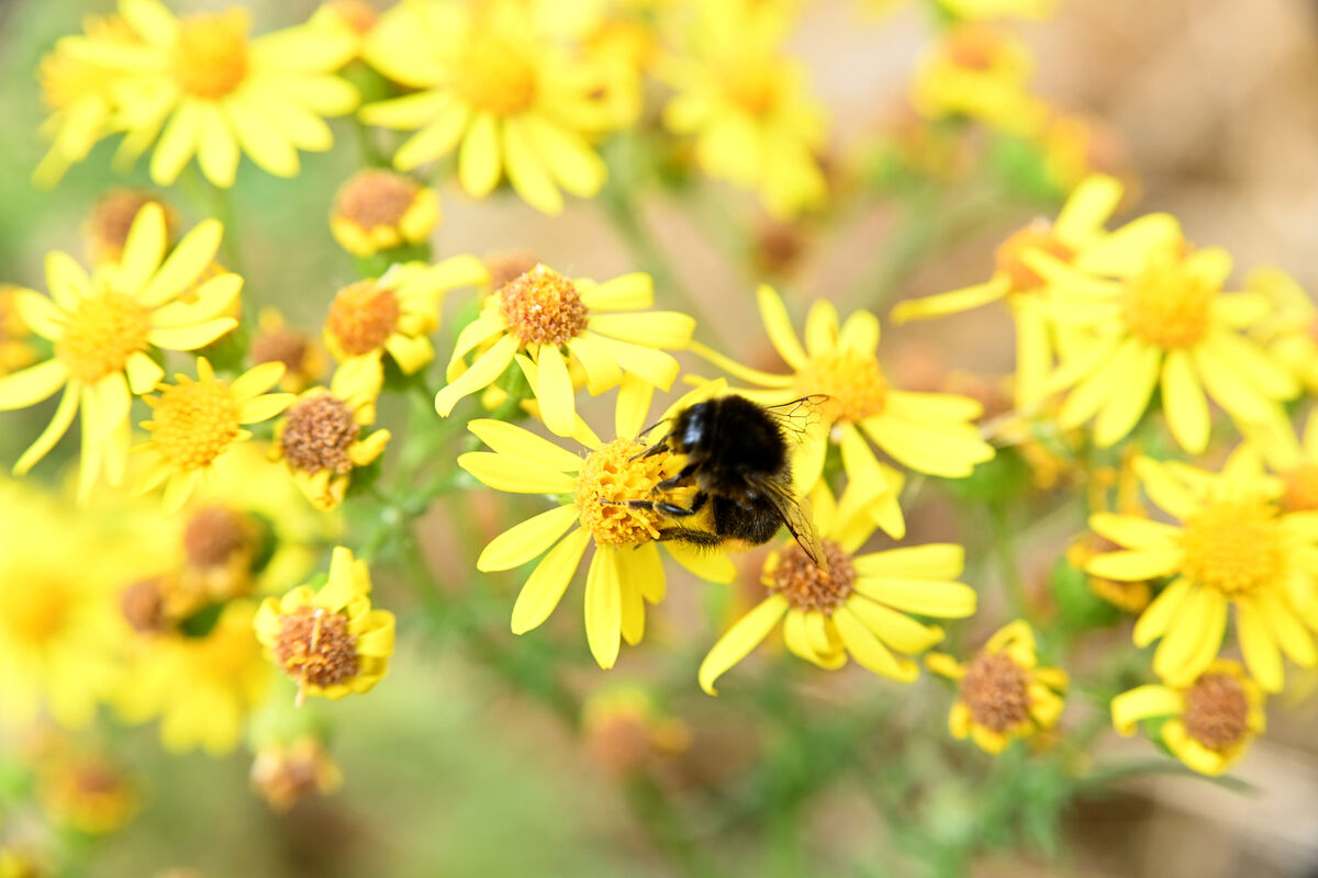 A bee on ragwort at Sun Valley Drive, Cork City Picture: Larry Cummins A bee on ragwort at Sun Valley Drive, Cork City Picture: Larry Cummins