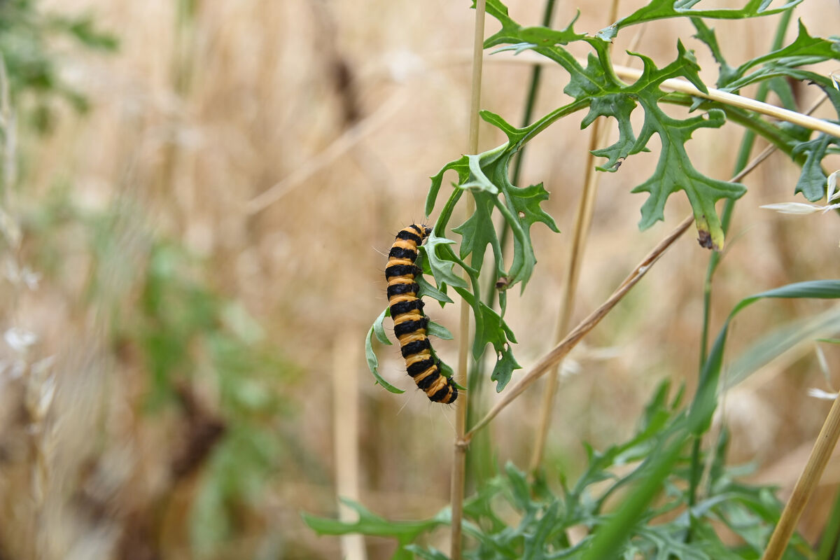 Ragwort attracts pollinators and is also an important host plant for the cinnabar moth (pictured here) . Picture: Larry Cummins Ragwort attracts pollinators and is also an important host plant for the cinnabar moth (pictured here) . Picture: Larry Cummins