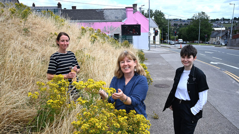 'The city centre is so desolate': Coalition determined to bring nature back to Cork city 'The city centre is so desolate': Coalition determined to bring nature back to Cork city