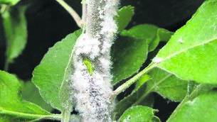 <p class="contextmenu internal_Caption">AN IMPRESSIVE SPECIES: Woolly aphid on an apple tree stem. Picture: Andrew Halstead/RHS/PA</p>