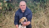 Cork Draghunting: Authority chalks up another major win at Crossmahon