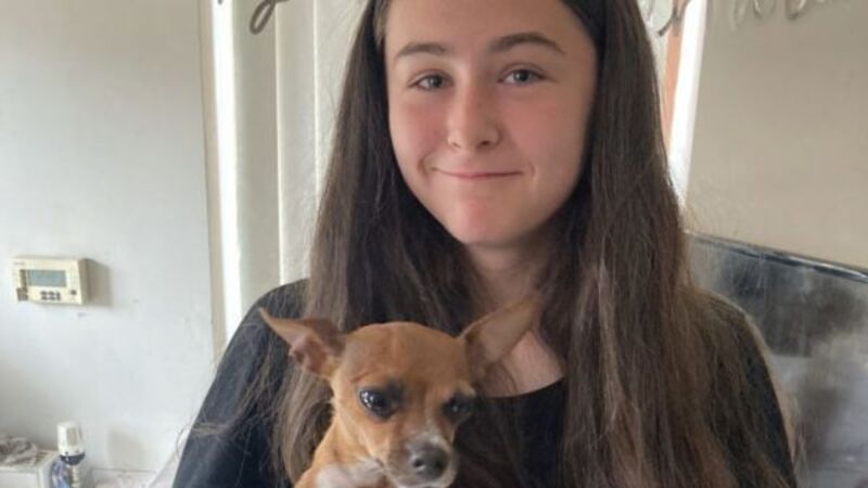 Missing Belfast dog reunited with owners after more than a year
