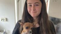 Missing Belfast dog reunited with owners after more than a year