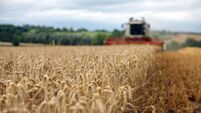 Feed prices for agriculture up by 34.2% with knock on effect on food prices