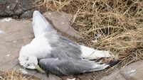 Wexford County Council issues warning as avian flu kills hundreds of birds