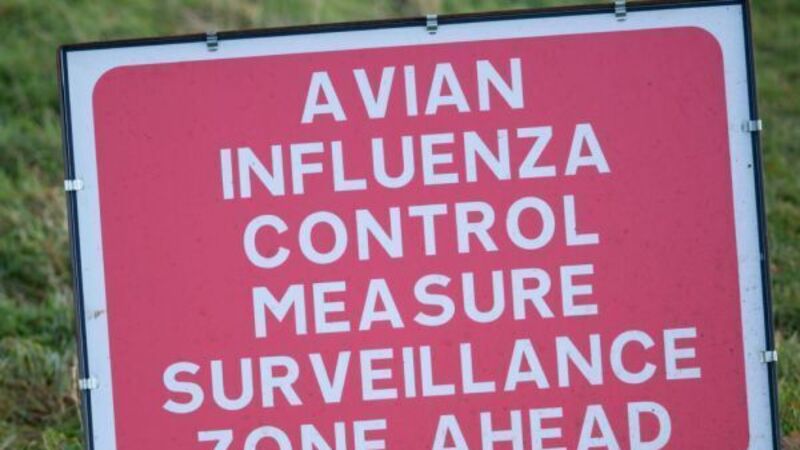 Department of Agriculture issues new regulations due to avian flu