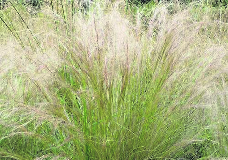 Stipa-tenuissima - see Plant of the Week. Stipa-tenuissima - see Plant of the Week.