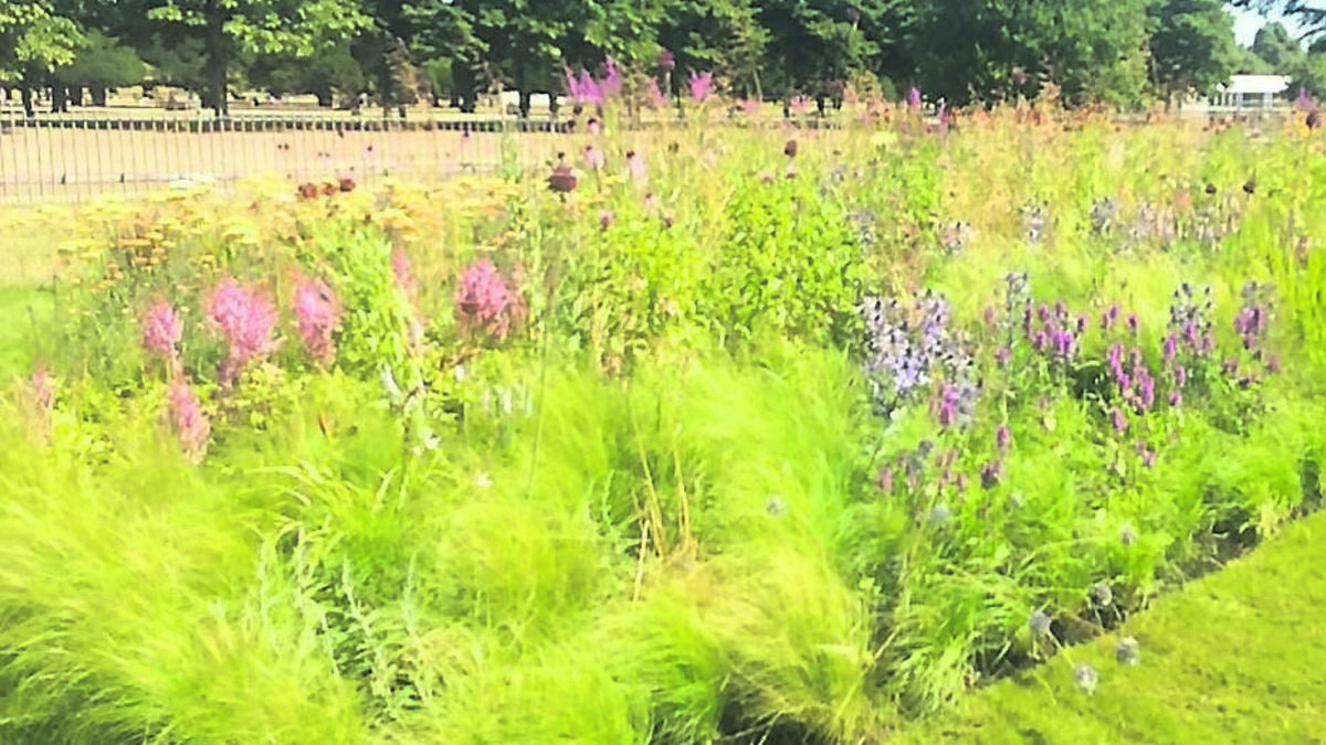 How to make your garden like a prairie