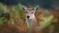 Locals 'horrified' after deer shot and dismembered on fairy walking route
