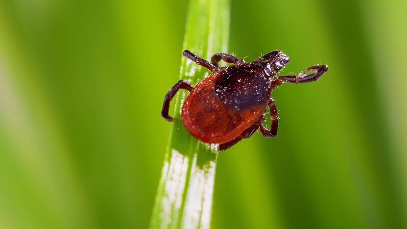 Cork mum: Two family members were bitten by ticks - here's what I learned... Cork mum: Two family members were bitten by ticks - here's what I learned...