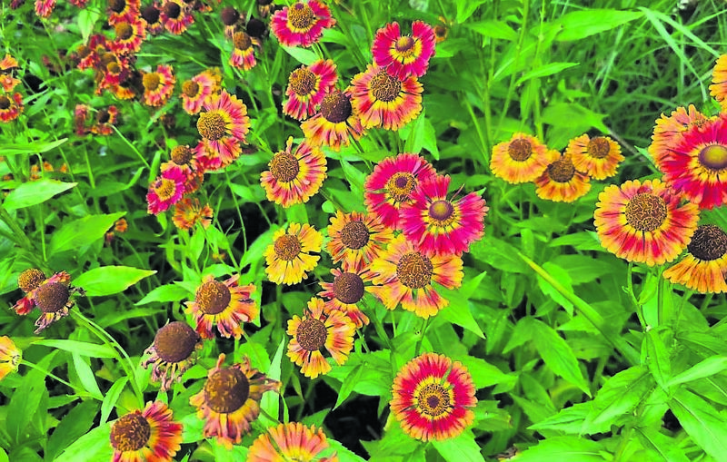Helenium autumnale ‘Salsa’, Plant of Week Helenium autumnale ‘Salsa’, Plant of Week