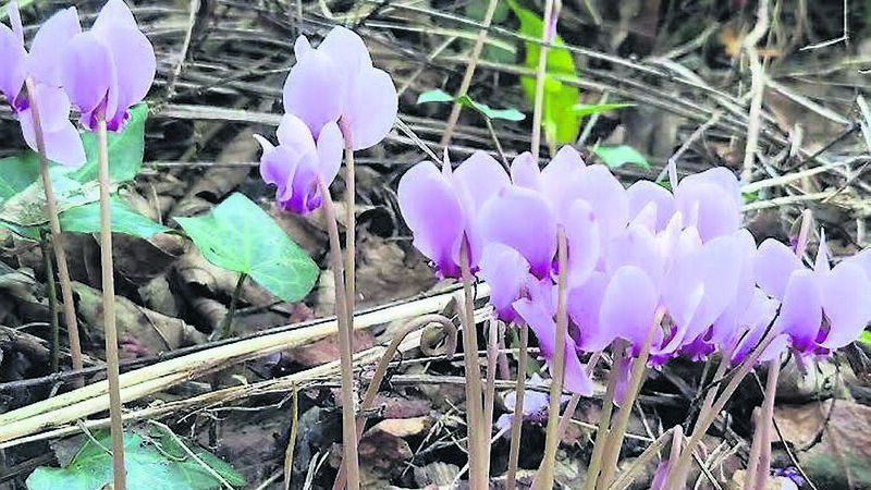 In the Garden: Time to enjoy the fruits of your labour