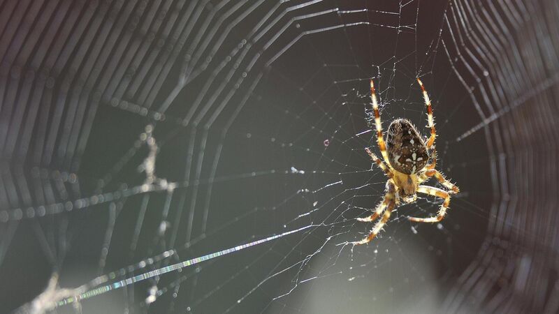 Rentokil issues top tips for householders as spiders move indoors
