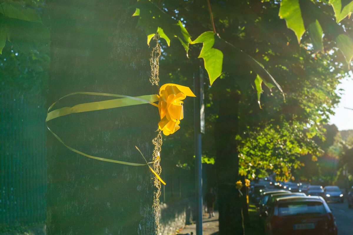 Yellow ribbons have been tied to trees along the Boreenmanna Road by local residents in protest of National Transport Authority (NTA) proposals to widen the road, necessitating the removal of trees. 