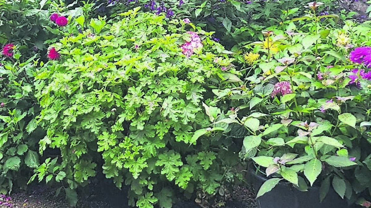 In the Garden: Autumn pops of colour light up your life