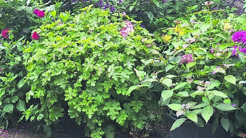 In the Garden: Autumn pops of colour light up your life