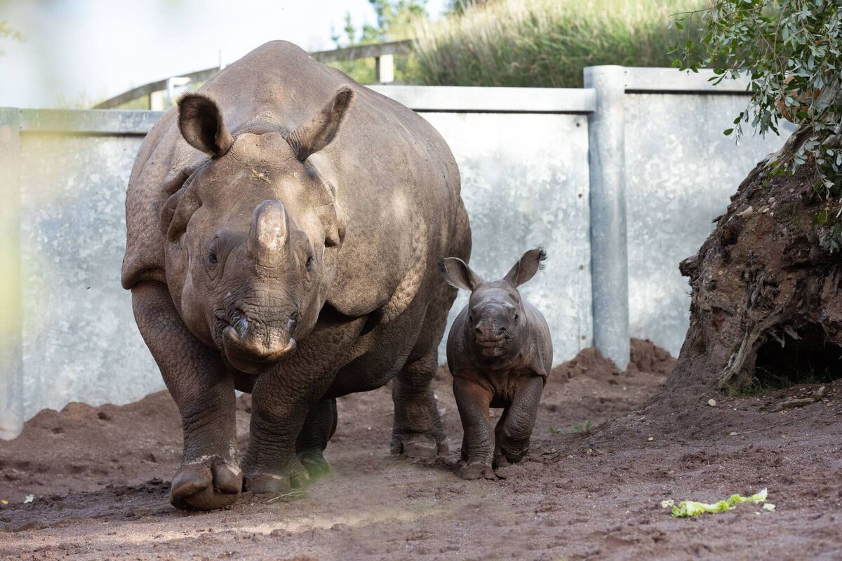 Fota Wildlife Park announced a first in its 39-year history and a first for Ireland; a baby Indian rhino was born on September 19 to mother, Maya and father, Jamil. Photo Darragh Kane