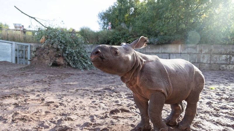 Fota makes history as first baby Indian rhino ever born in Ireland is born at the wildlife park