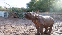 Fota makes history as first baby Indian rhino ever born in Ireland is born at the wildlife park