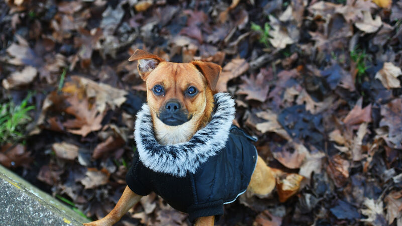 Plans for designated area for dog walkers in Cork city put on ‘paws’ due to lack of funding Plans for designated area for dog walkers in Cork city put on ‘paws’ due to lack of funding