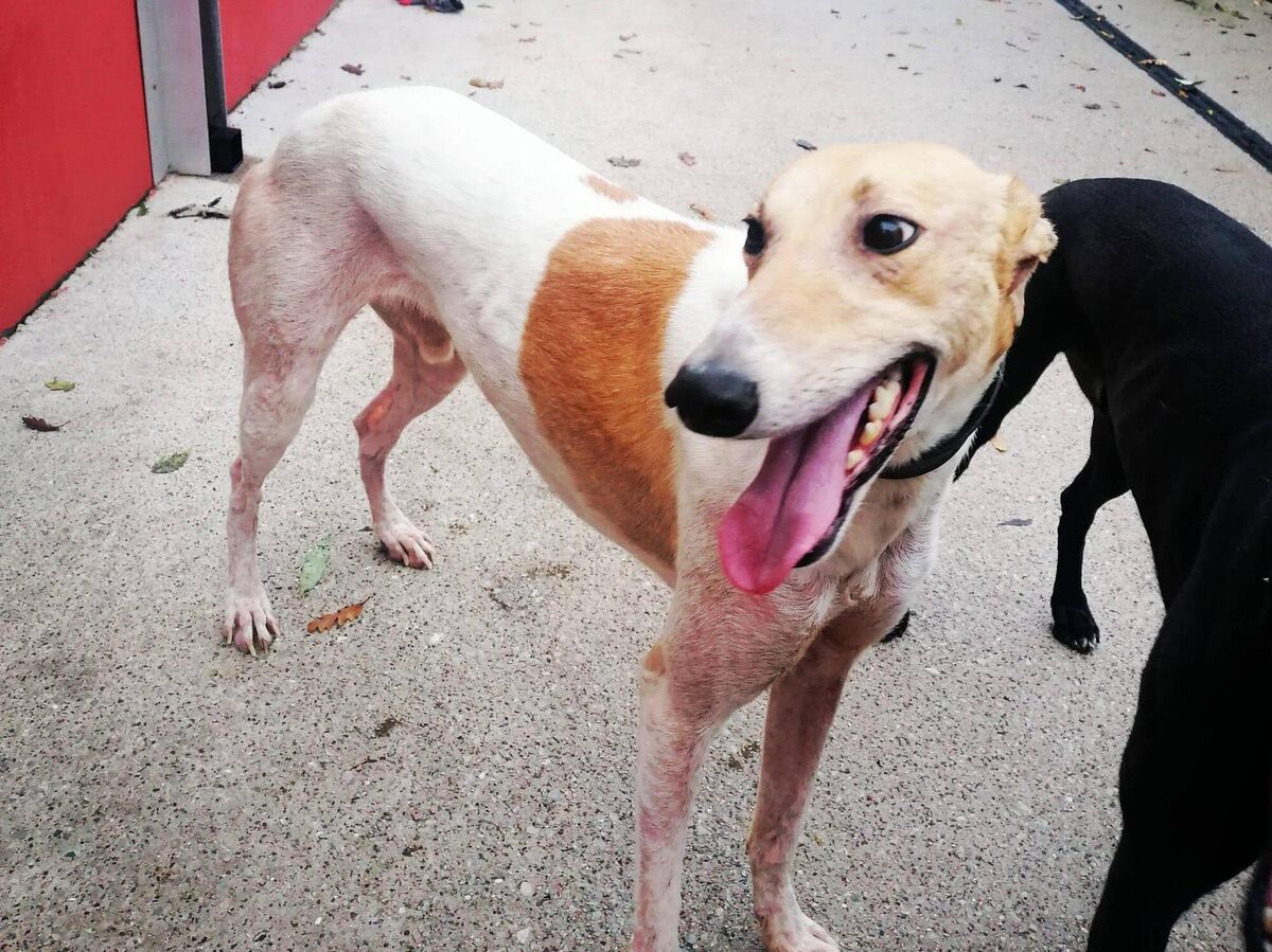Stolen Dogs: Reggie, the lurcher