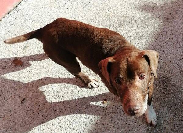 Stolen Dogs : Margaret the terrier. 