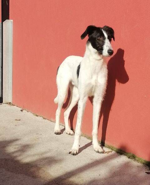 Stolen Dogs: Luther, the lurcher 