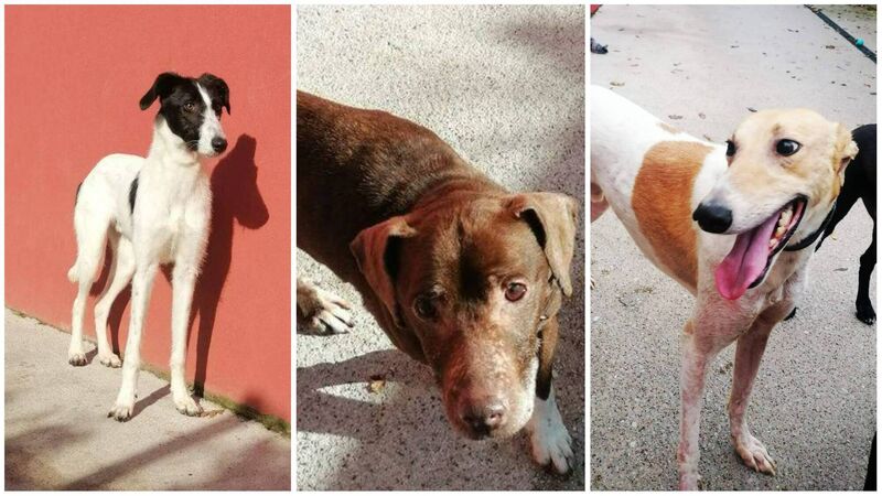 Gardaí investigating after three dogs stolen from CSPCA in Mahon