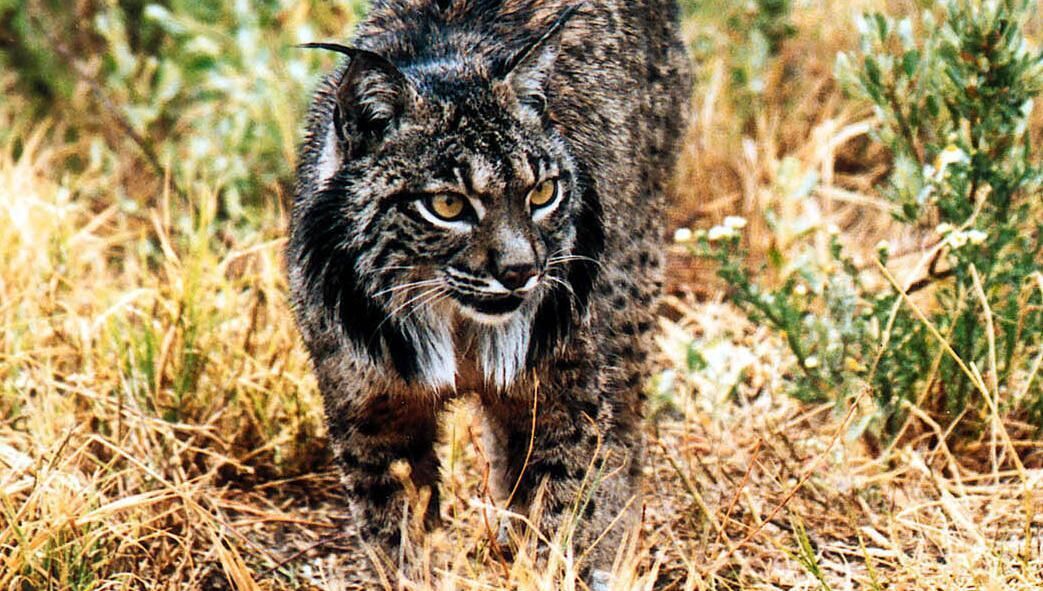 An Iberian lynx. An Iberian lynx.