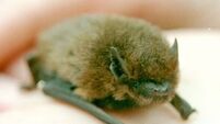 Restoration of protected building faces legal challenge over impact on bats