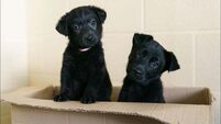 Dogs Trust appeal for foster homes as 54 puppies surrendered in 3 weeks
