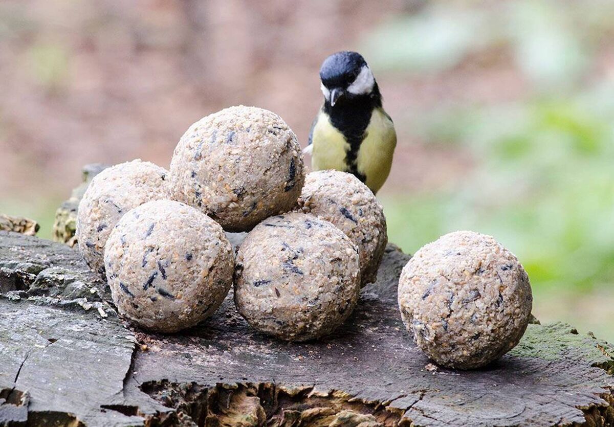 A photo of blue tit with fat balls.  PA Photo/Vivara. 