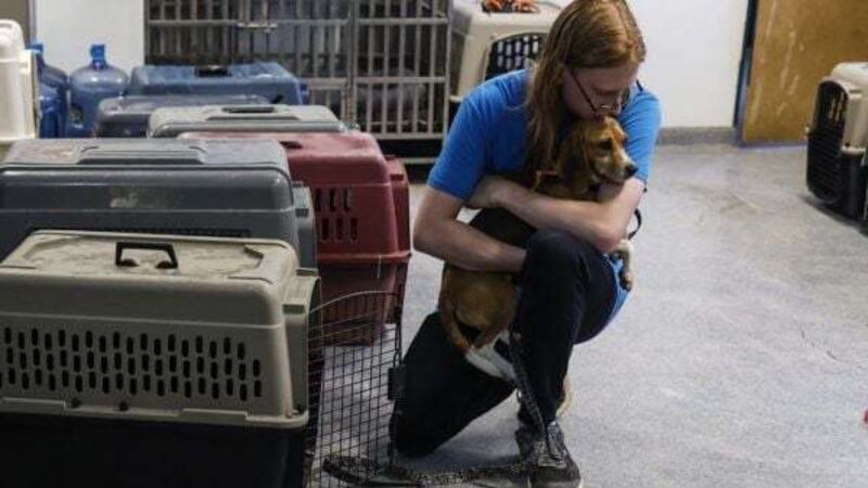 Second veterinary college needed to tackle 'significant shortage' of vets, says TD