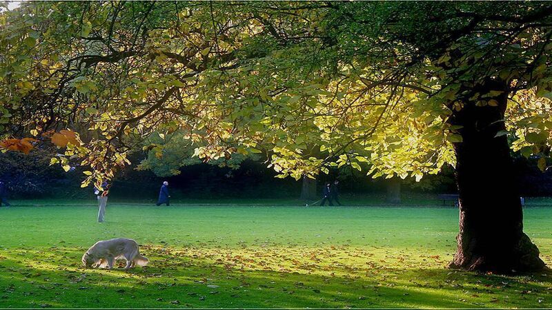 Cork council says dogs off leads in parks just not a runner