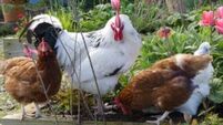 Poultry sector on high alert after avian flu cases
