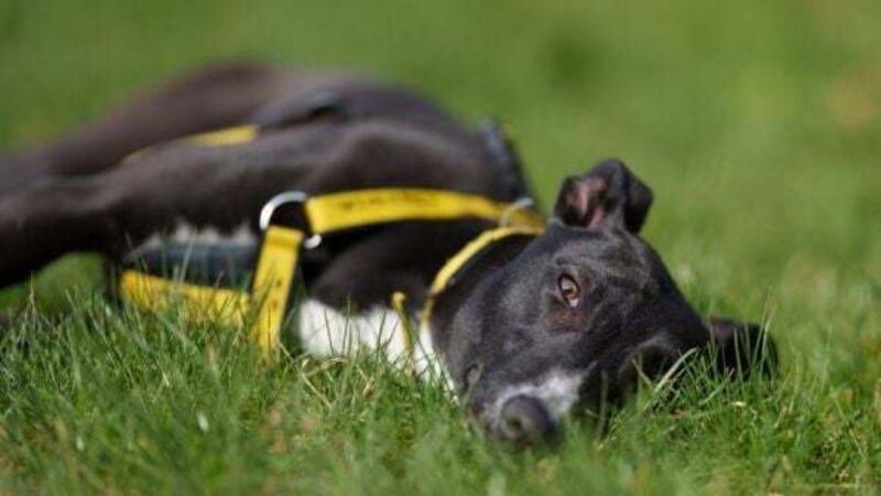 Dogs Trust issues appeal for treats and tinned food