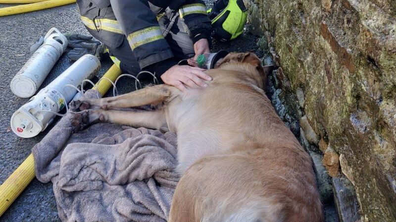 Cork City Fire Brigade rescue and resuscitate dog after house fire  
