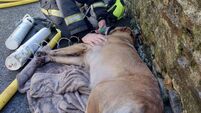 Cork City Fire Brigade rescue and resuscitate dog after house fire  