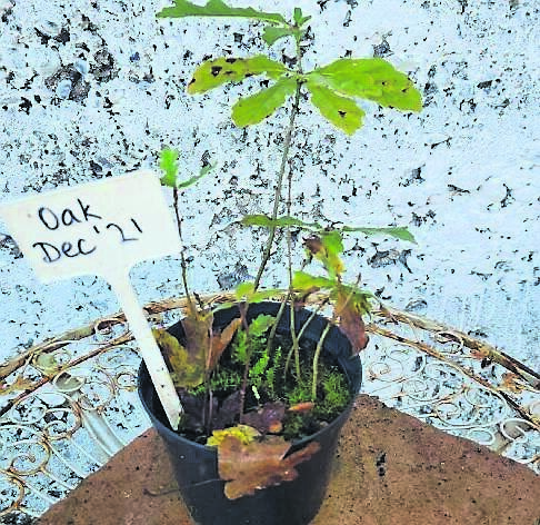 Last year’s oak seedlings grown in a pot Last year’s oak seedlings grown in a pot