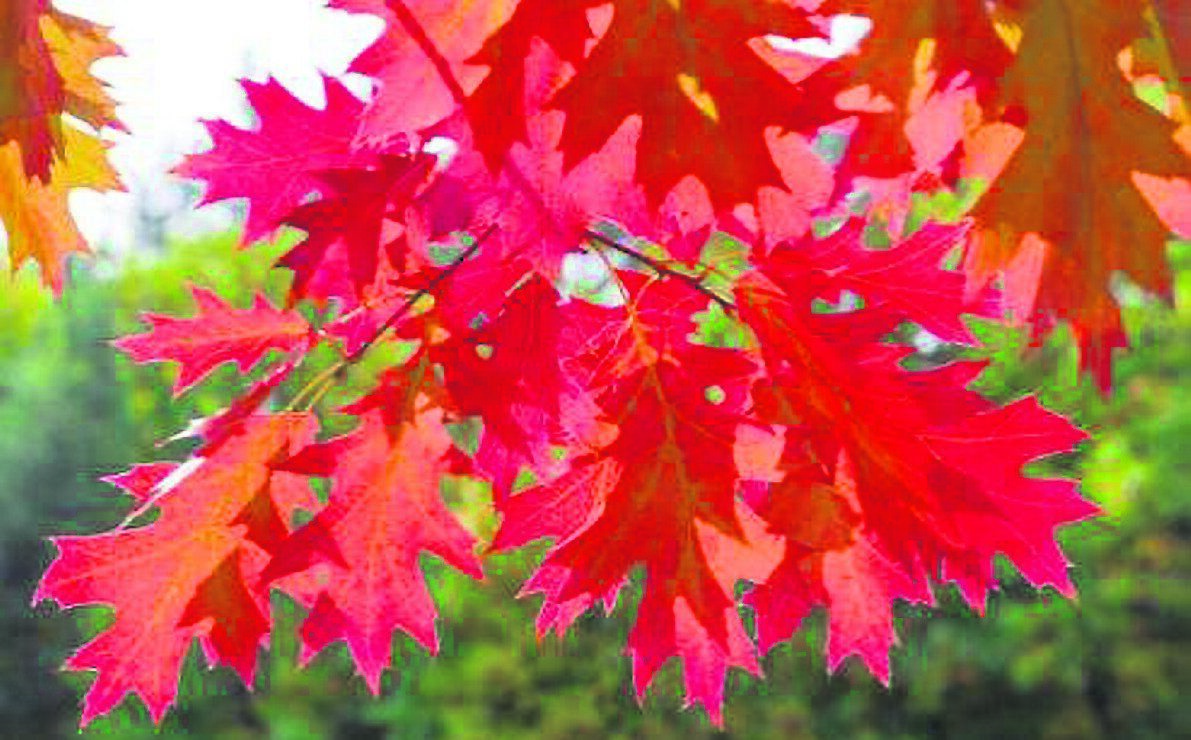 The autumnal hues of Quercus rubra are spectacular. See Plant of the Week The autumnal hues of Quercus rubra are spectacular. See Plant of the Week